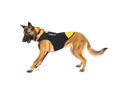 Neoprén kutyaruhák