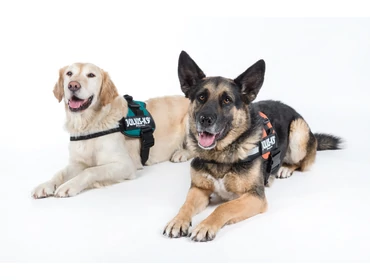 K9 Power Hámok